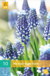 Karta - Modřenec - Muscari Night Eyes (10 cibulí) "B"