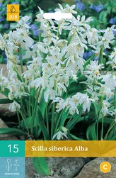 Karta - Ladoňka - Scilla Siberica Alba (15 cibulí) "B"