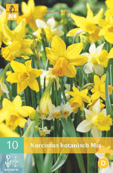 Karta - Narcis - Botanical Mix (10 cibulí) "B"