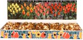 Box - Tulipán Greigii (350 cibulí)