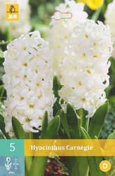 Karta - Hyacint Single - Carnegie (5 cibulí) "C"