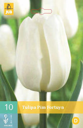 Karta - Tulipán - Pim Fortuyn (10 cibulí) "C"