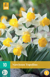 Karta - Narcis - Topolino (5 cibulí) "C"
