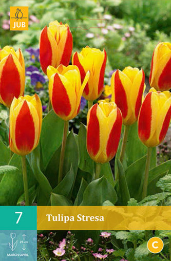Karta - Tulipán - Stresa (7 cibulí) "C"