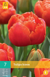 Karta - Tulipán - Icoon (7 cibulí) "C"
