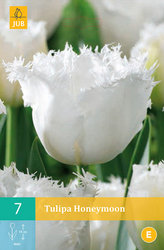 Karta - Tulipán - Honeymoon (7 cibulí) "C"