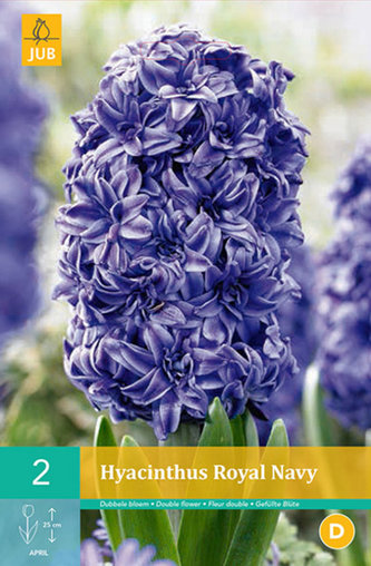 Karta - Hyacint Double - Royal Navy (2 cibule) "B"