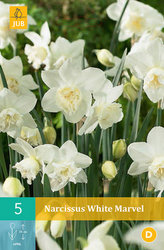Karta - Narcis - White Marvel (5 cibulí) "B"