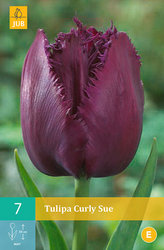 Karta - Tulipán - Curly Sue (7 cibulí) "C"