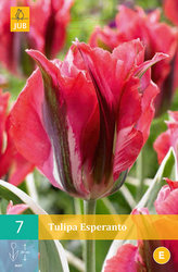 Karta - Tulipán - Esperanto (7 cibulí) "C"