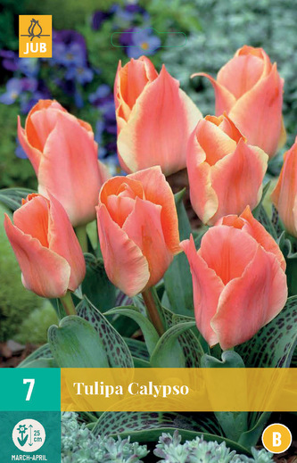 Karta - Tulipán - Calypso (7 cibulí) "B"