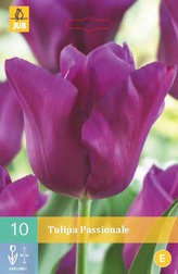 Karta - Tulipán - Passionale (10 cibulí) "C"