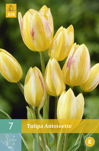 Karta - Tulipán - Antoinette (7 cibulí) "C"