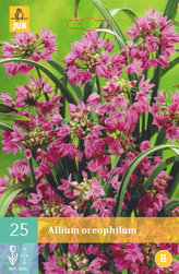 Karta - Česnek - Allium Oreophilum (25 cibulí) "A"