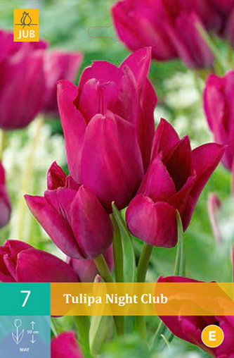Karta - Tulipán - Night Club (7 cibulí) "C"