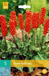 Karta - Áron italský - Arum Italicum (5 hlíz) "C"