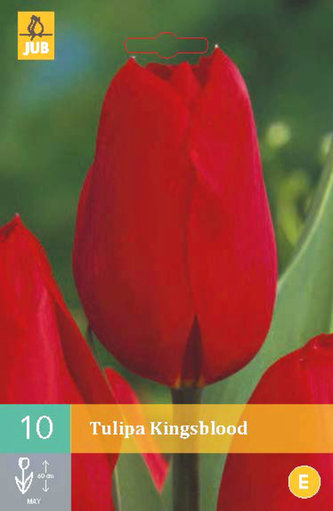 Karta - Tulipán - Kingsblood (10 cibulí) "C"