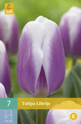 Karta - Tulipán - Librije (7 cibulí) "C"