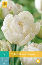 Karta - Tulipán - Mount Tacoma (7 cibulí) "C"