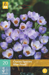 Karta - Krokus - Blue Pearl (15 cibulí) "C"