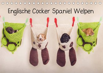 Englische Cocker Spaniel Welpen (Tischkalender 2023 DIN A5 quer)