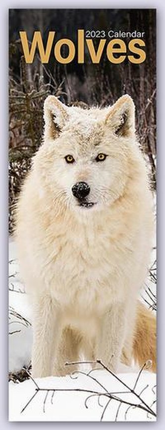 Wolves - Wölfe 2023