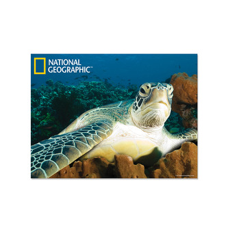 Pohlednice 3D Vodní želva