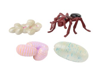 INSECT LORE Životní cyklus Mravenec