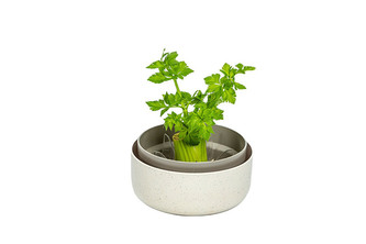 Urbalive Regrow - slonová kost s kávovou sedlinou