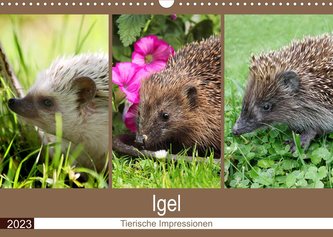 Igel 2023. Tierische Impressionen (Wandkalender 2023 DIN A3 quer)
