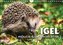 Igel - Niedliche kleine Stachelritter (Wandkalender 2023 DIN A4 quer)