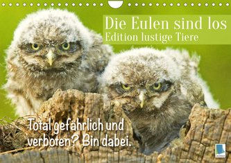 Die Eulen sind los: Edition lustige Tiere (Wandkalender 2023 DIN A4 quer)