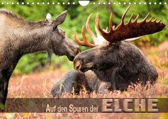Auf den Spuren der Elche (Wandkalender 2023 DIN A4 quer)