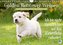 Golden Retriever Welpen: Humorvoll und frech (Wandkalender 2023 DIN A4 quer)