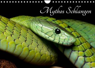 Mythos Schlangen (Wandkalender 2023 DIN A4 quer)