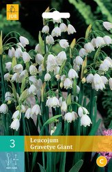 Karta - Bledule - Leucojum Gravetye Giant (3 cibule) "B"