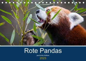 Rote Pandas - geschickte Kletterer (Tischkalender 2023 DIN A5 quer)