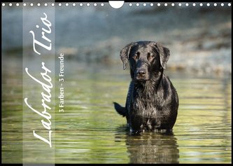 Labrador Trio - 3 Farben, 3 Freunde (Wandkalender 2023 DIN A4 quer)