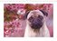Mops Galerie (Wandkalender 2023 DIN A4 quer)