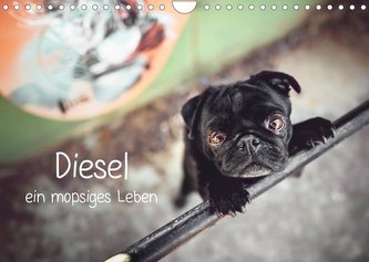 Diesel - ein mopsiges Leben (Wandkalender 2023 DIN A4 quer)