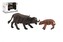 Zvířátka safari ZOO 12cm buvol plast 2ks v krabičce 16x11x9,5cm