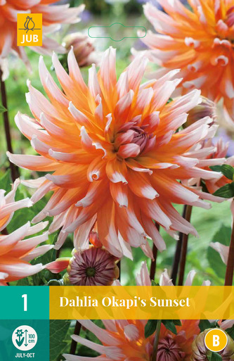 Karta - Jiřina OKAPI'S SUNSET (1 hlíza) "B"