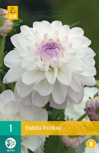 Karta - Jiřina EVELINE (1 hlíza) "B"