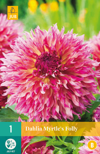 Karta - Jiřina MYRTLE´S FOLLY (1 hlíza) "B"