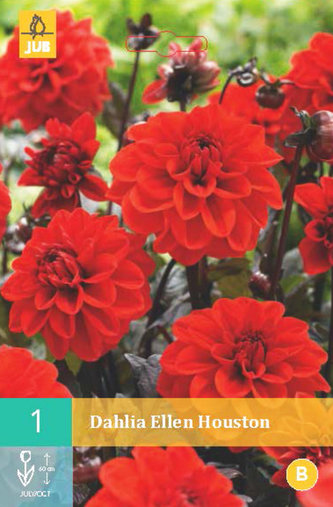 Karta - Jiřina ELLEN HOUSTON (1 hlíza) "B"