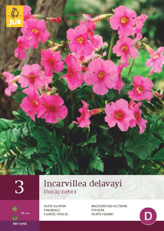 Karta - Inkarvilea/Dvojostice DELAVAYI (3 hlízy) "C"