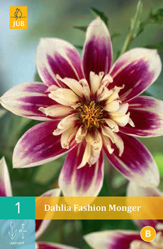 Karta - Jiřina FASHION MONGER (1 hlíza) "B"