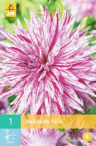 Karta - Jiřina HY TRIO (1 hlíza) "B"