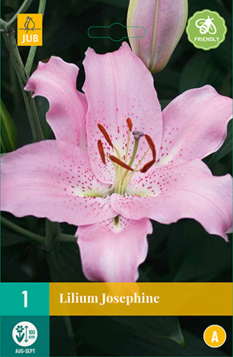 Karta - Lilie JOSEPHINE (1 cibule) "B"