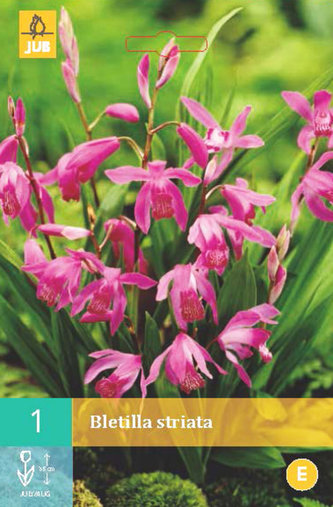 Karta - Bletila STRIATA (1 hlíza) "C"